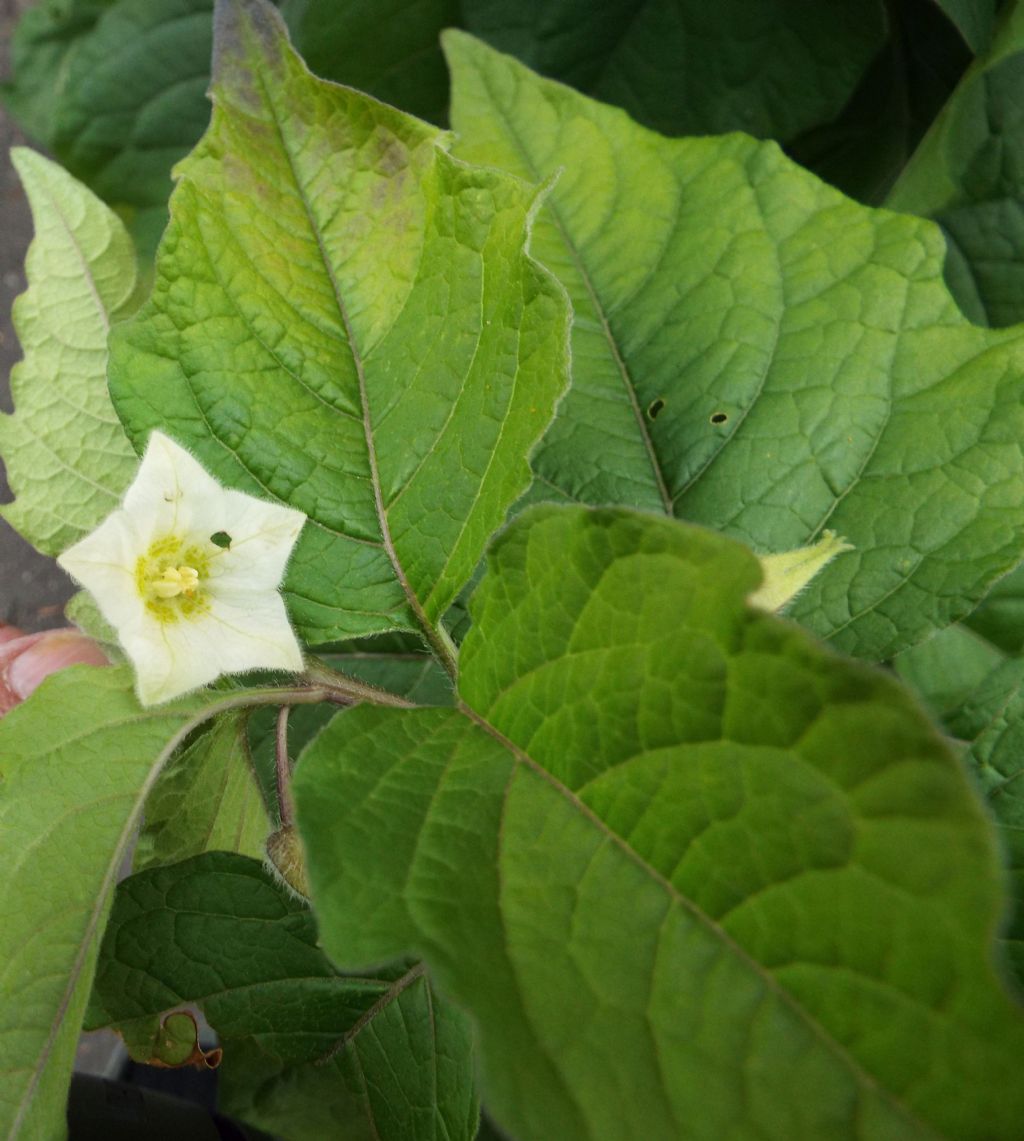 Physalis alkekengi / Alchechengi (Solanaceae)