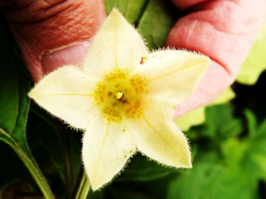 Physalis alkekengi / Alchechengi (Solanaceae)