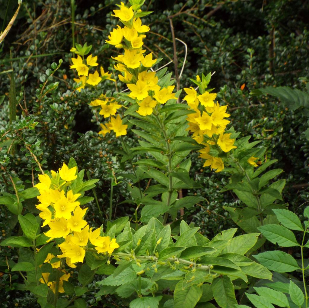 Lysimachia punctata (Primulaceae)