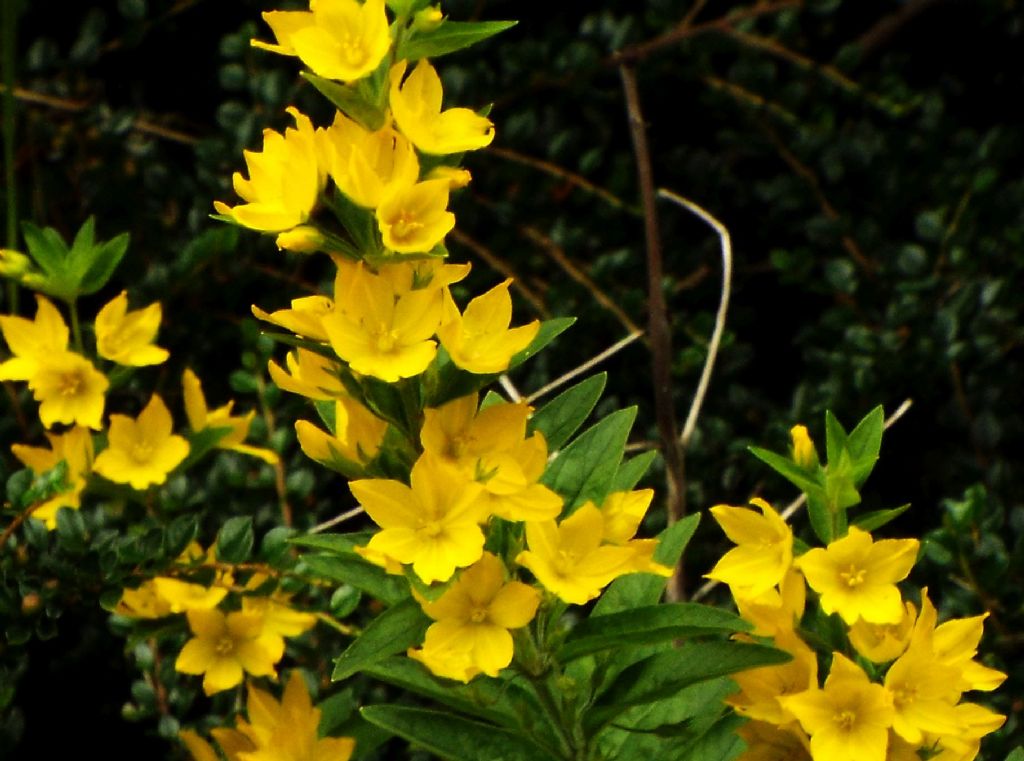 Lysimachia punctata (Primulaceae)