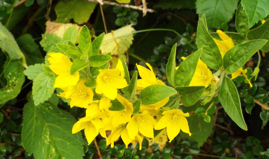 Lysimachia punctata (Primulaceae)