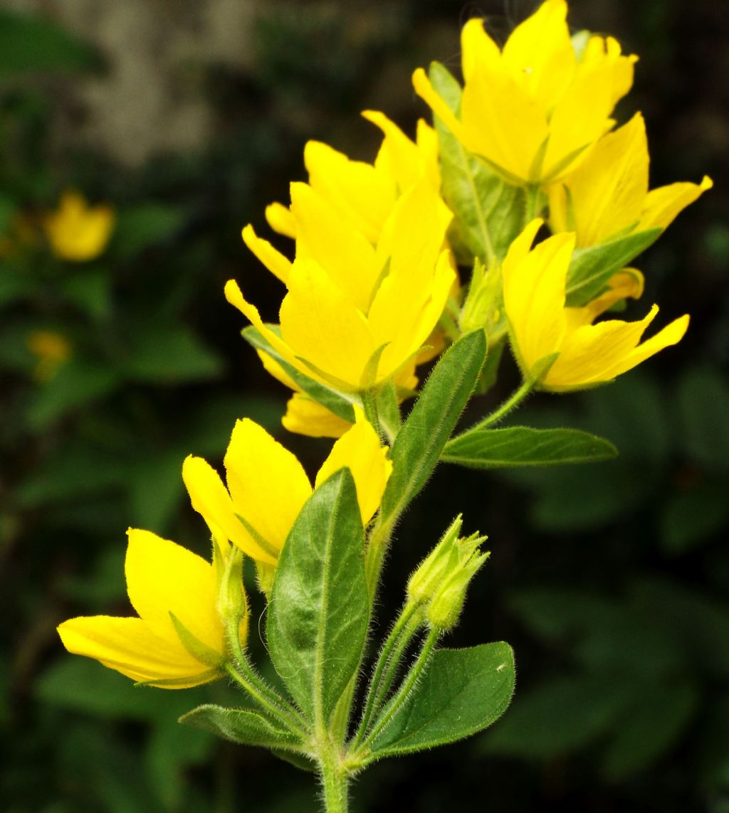 Lysimachia punctata (Primulaceae)