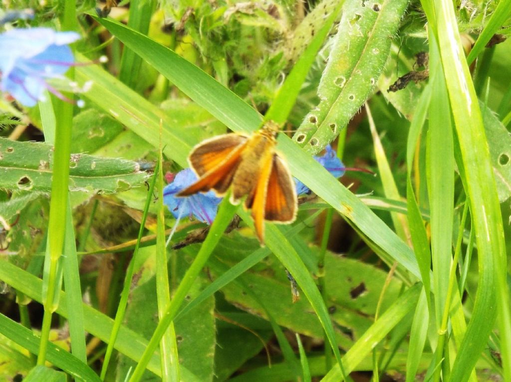 Hesperiidae:  Ochlodes sylvanus ?  No, Thymelicus cfr. lineola