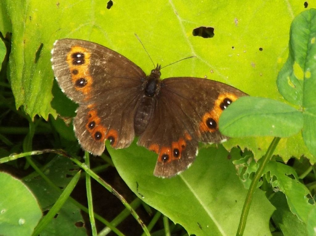 Erebia meolans ?  NO!   Erebia ligea [Nymphalidae Satyrinae]