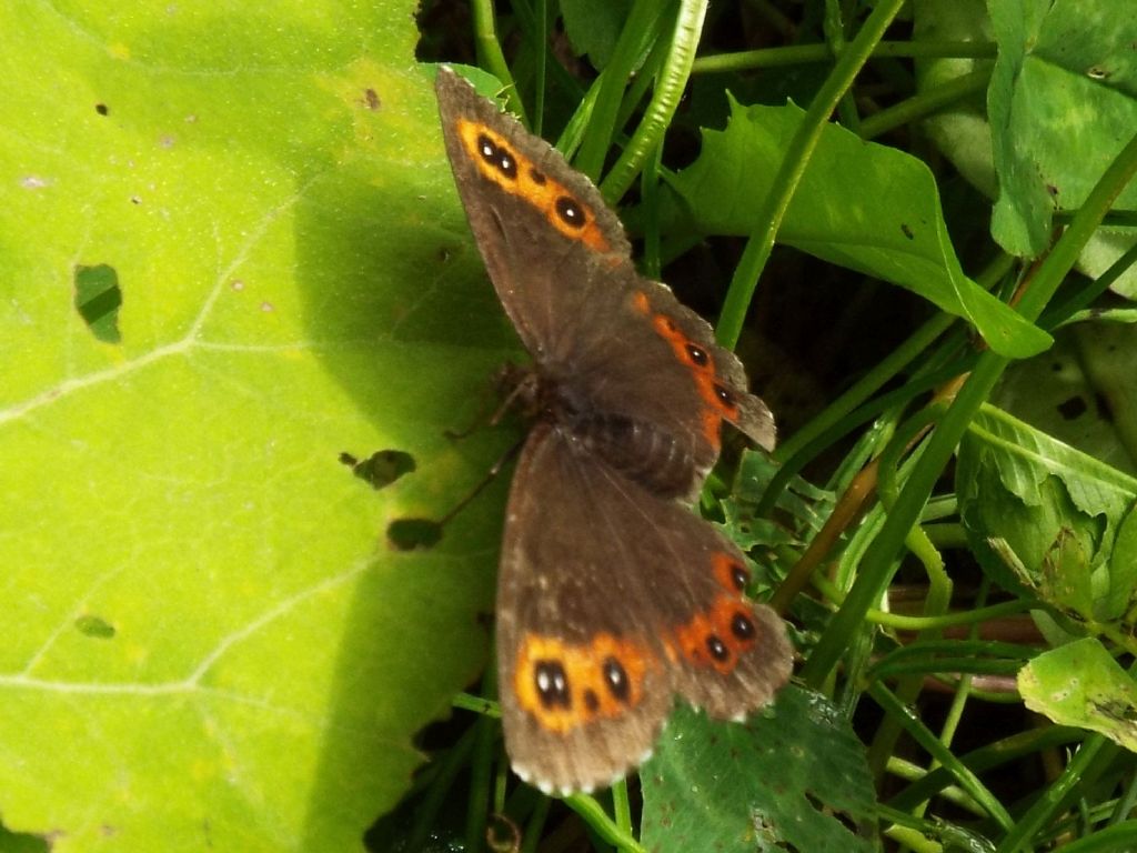 Erebia meolans ?  NO!   Erebia ligea [Nymphalidae Satyrinae]