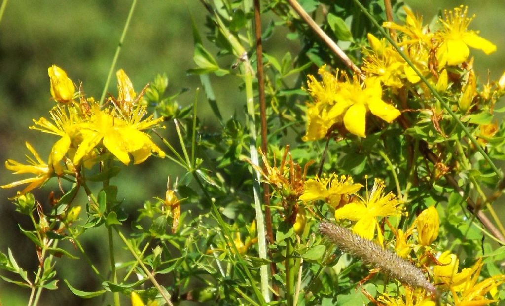 Quale iperico? Hypericum maculatum