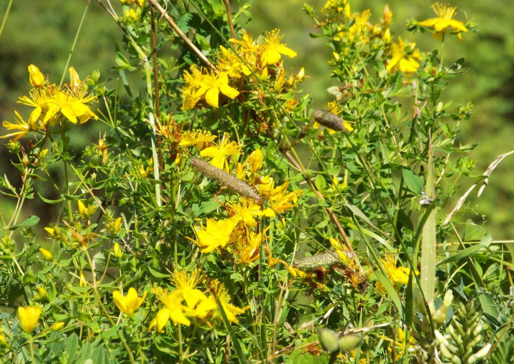 Quale iperico? Hypericum maculatum