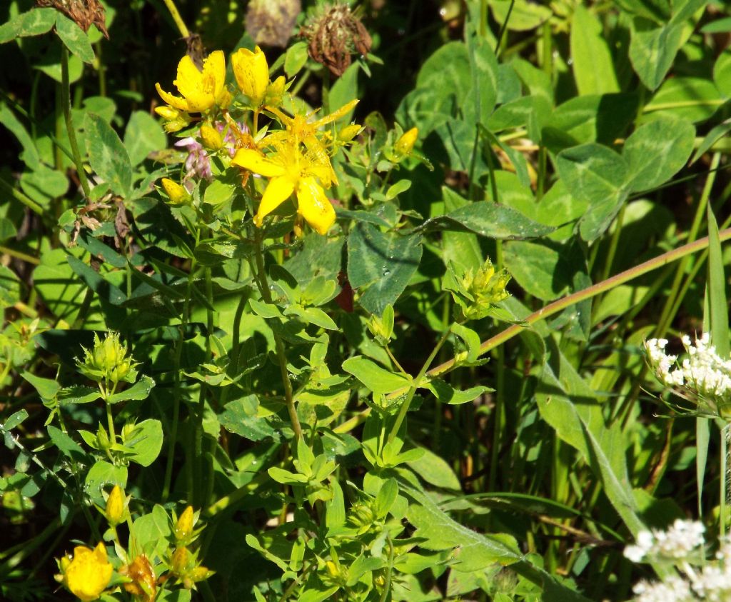 Quale iperico? Hypericum maculatum