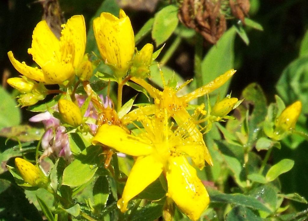 Quale iperico? Hypericum maculatum