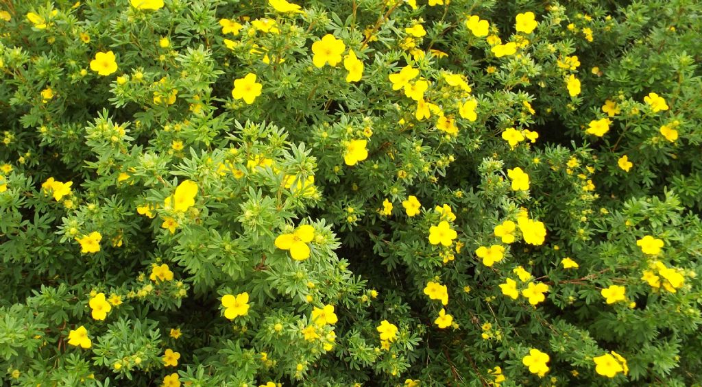 cv di Potentilla (=Dasiphora) fruticosa, Rosaceae