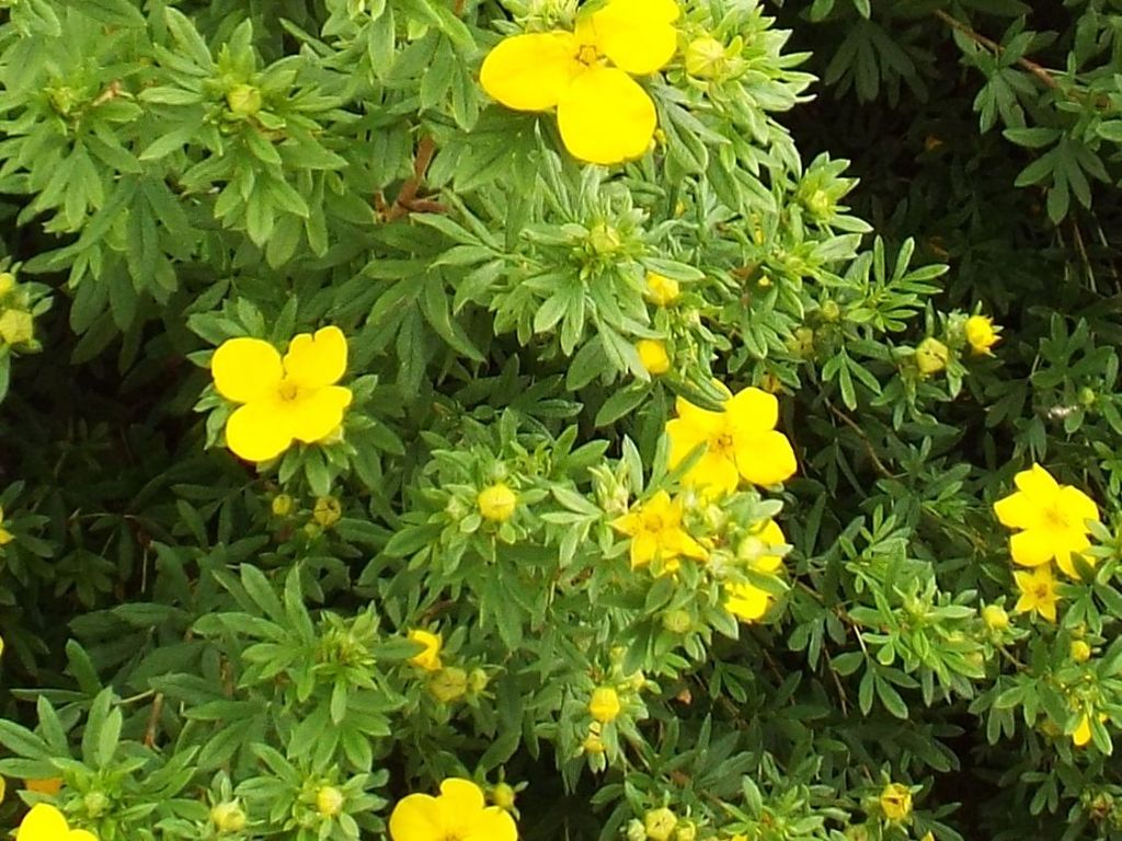 cv di Potentilla (=Dasiphora) fruticosa, Rosaceae