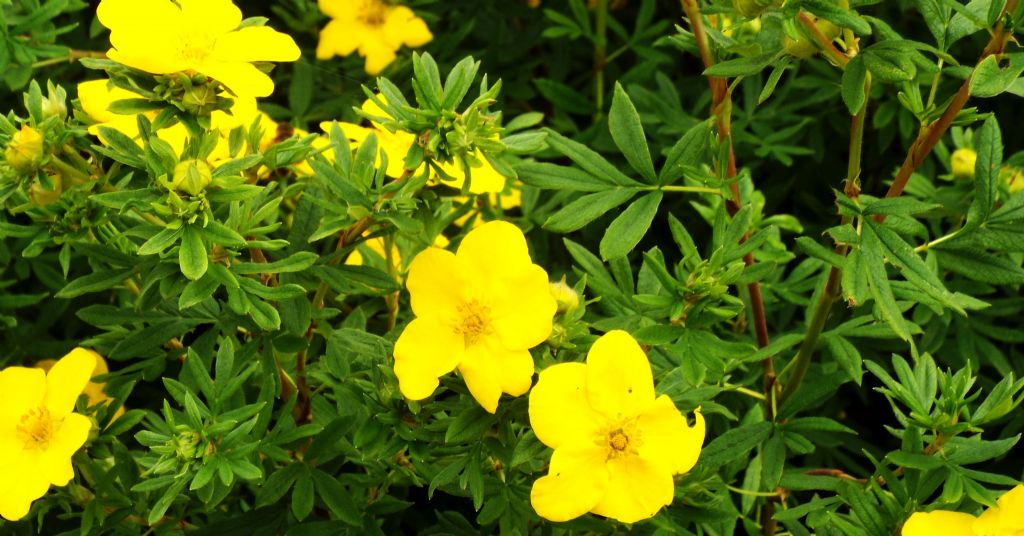 cv di Potentilla (=Dasiphora) fruticosa, Rosaceae