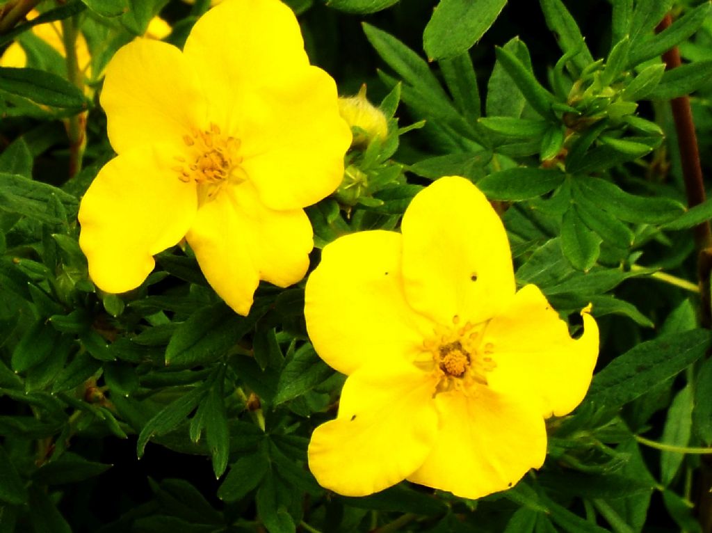 cv di Potentilla (=Dasiphora) fruticosa, Rosaceae