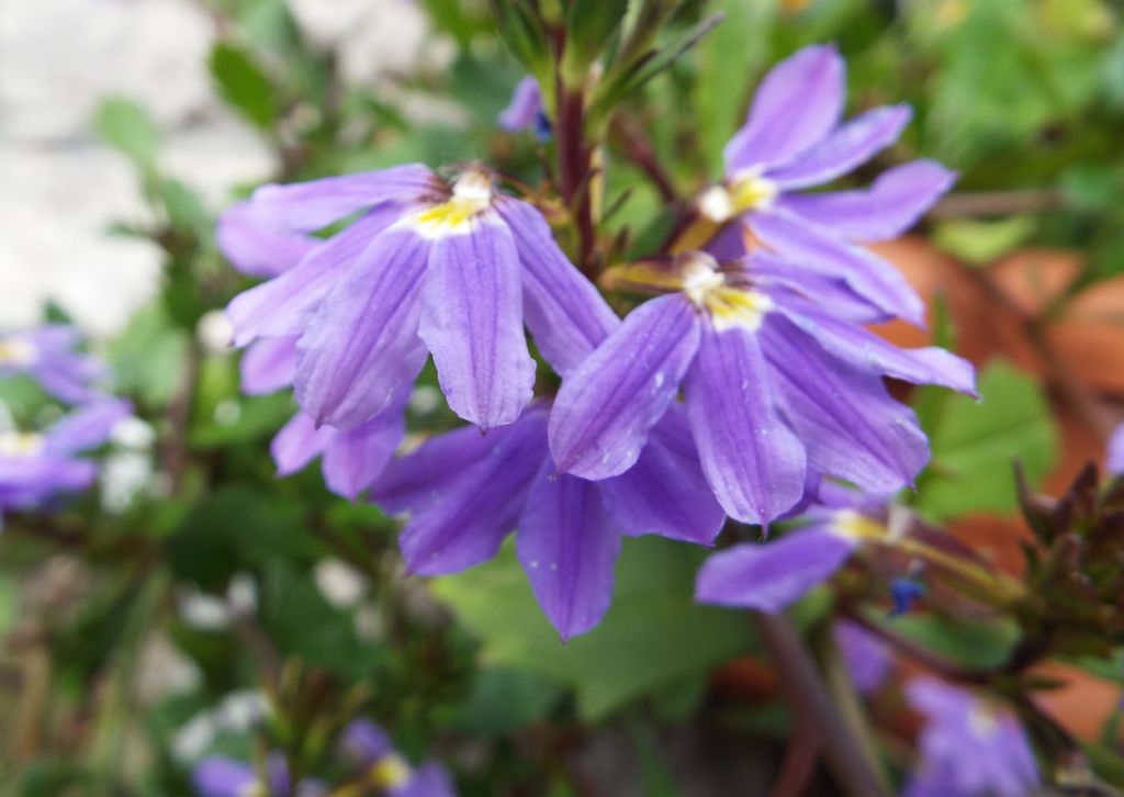 cv di Scaevola aemula (Goodeniaceae)