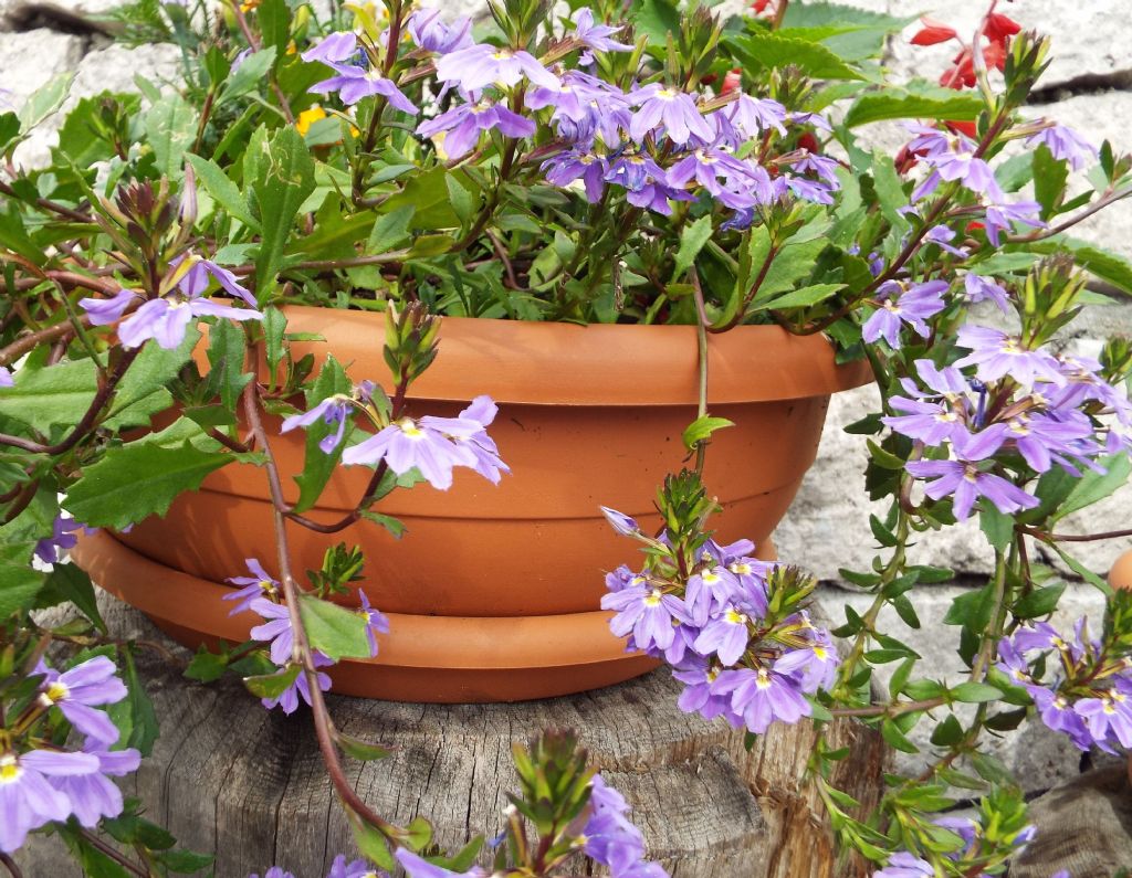 cv di Scaevola aemula (Goodeniaceae)