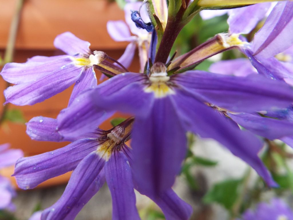 cv di Scaevola aemula (Goodeniaceae)