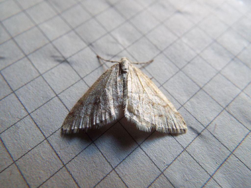 Falena da identificare:  Mesotype verberata (Geometridae), malridotta