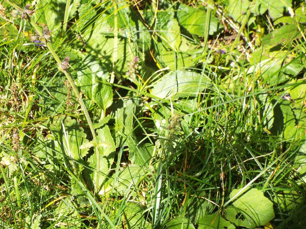 Horminum pyrenaicum (Lamiaceae)