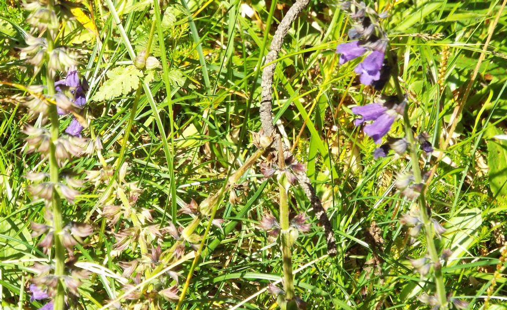 Horminum pyrenaicum (Lamiaceae)