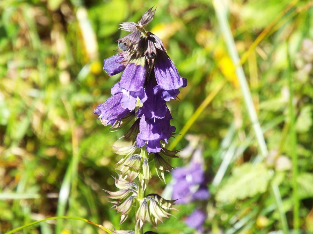 Horminum pyrenaicum (Lamiaceae)