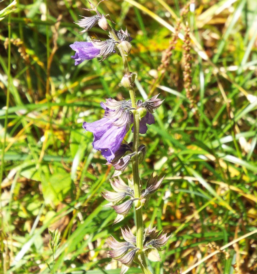 Horminum pyrenaicum (Lamiaceae)