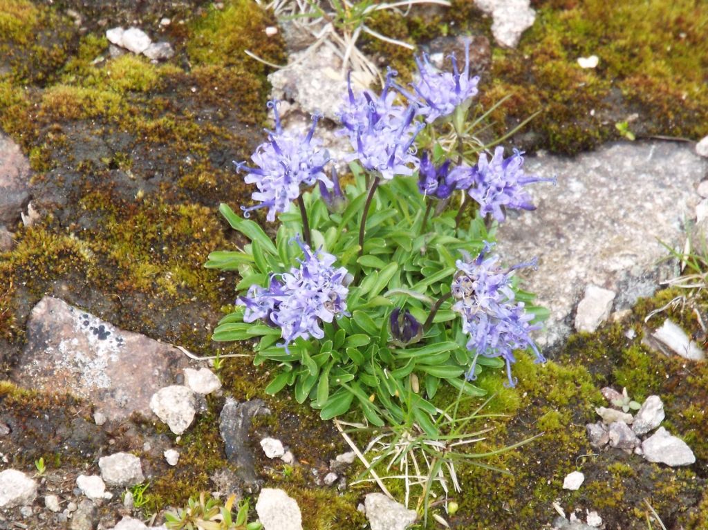 Phyteuma globulariifolium / Raponzolo a foglie di globularia