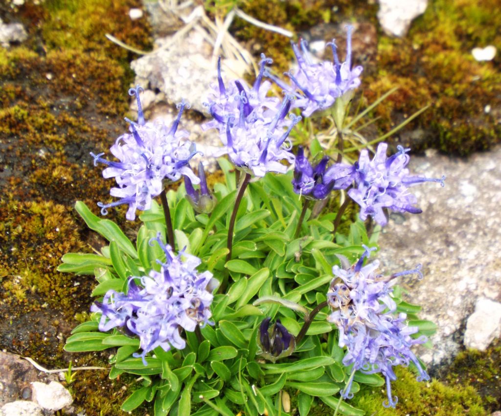 Phyteuma globulariifolium / Raponzolo a foglie di globularia