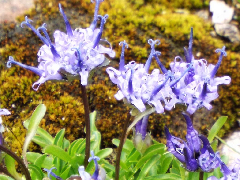 Phyteuma globulariifolium / Raponzolo a foglie di globularia