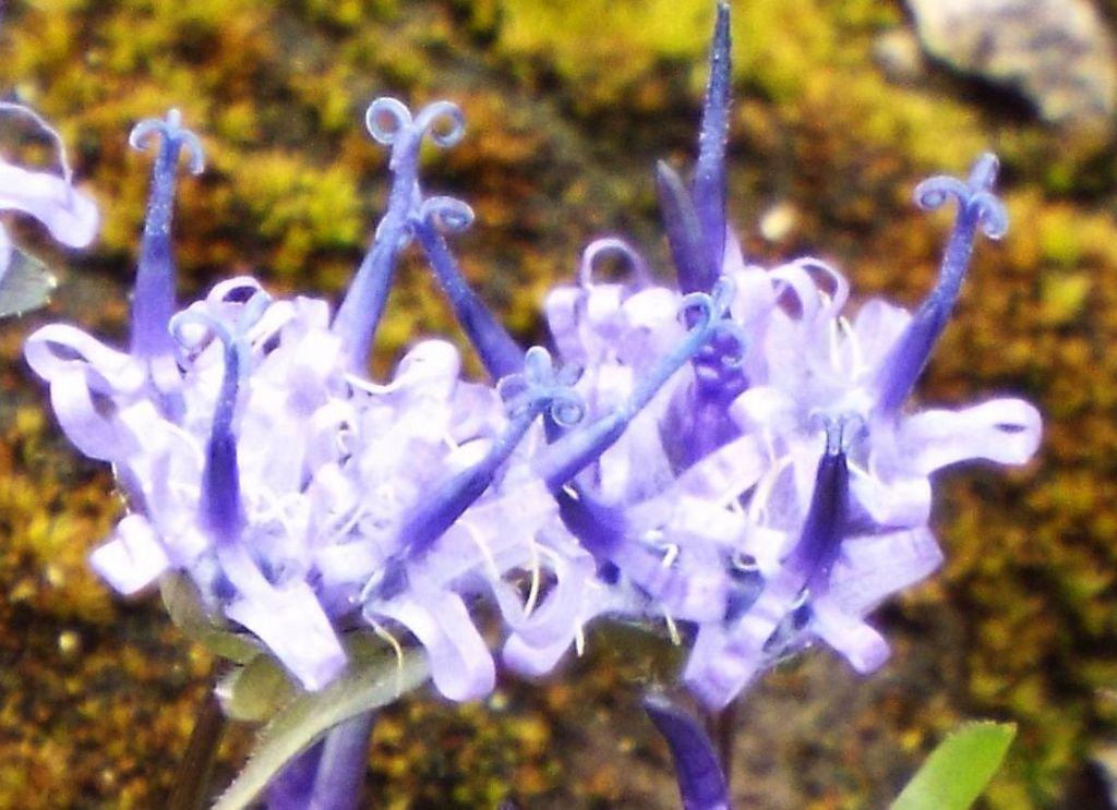 Phyteuma globulariifolium / Raponzolo a foglie di globularia