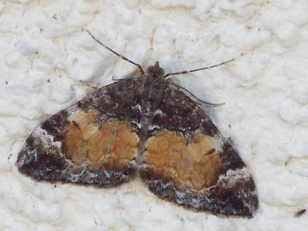 Falena da identificare: Dysstroma truncata (Geometridae)