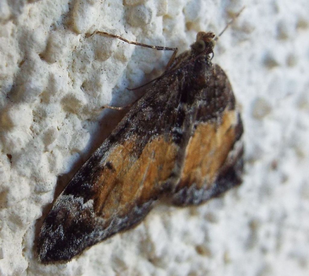 Falena da identificare: Dysstroma truncata (Geometridae)