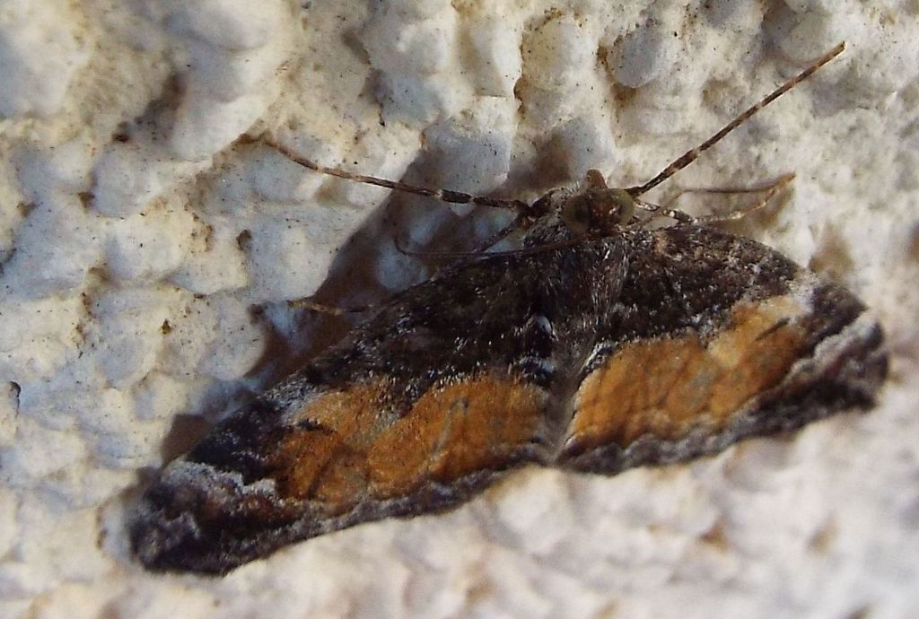 Falena da identificare: Dysstroma truncata (Geometridae)