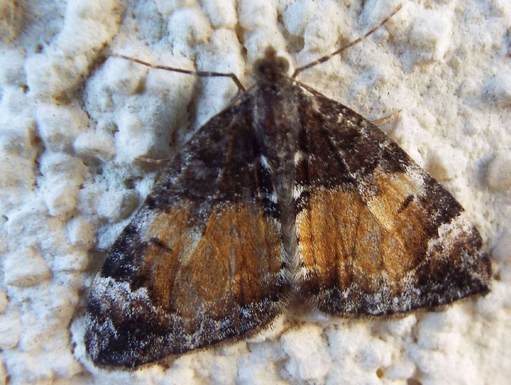 Falena da identificare: Dysstroma truncata (Geometridae)