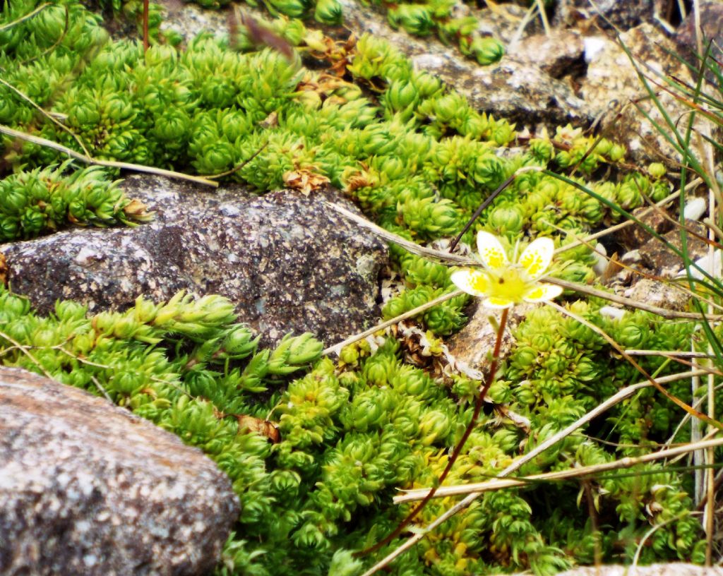 Saxifraga bryoides