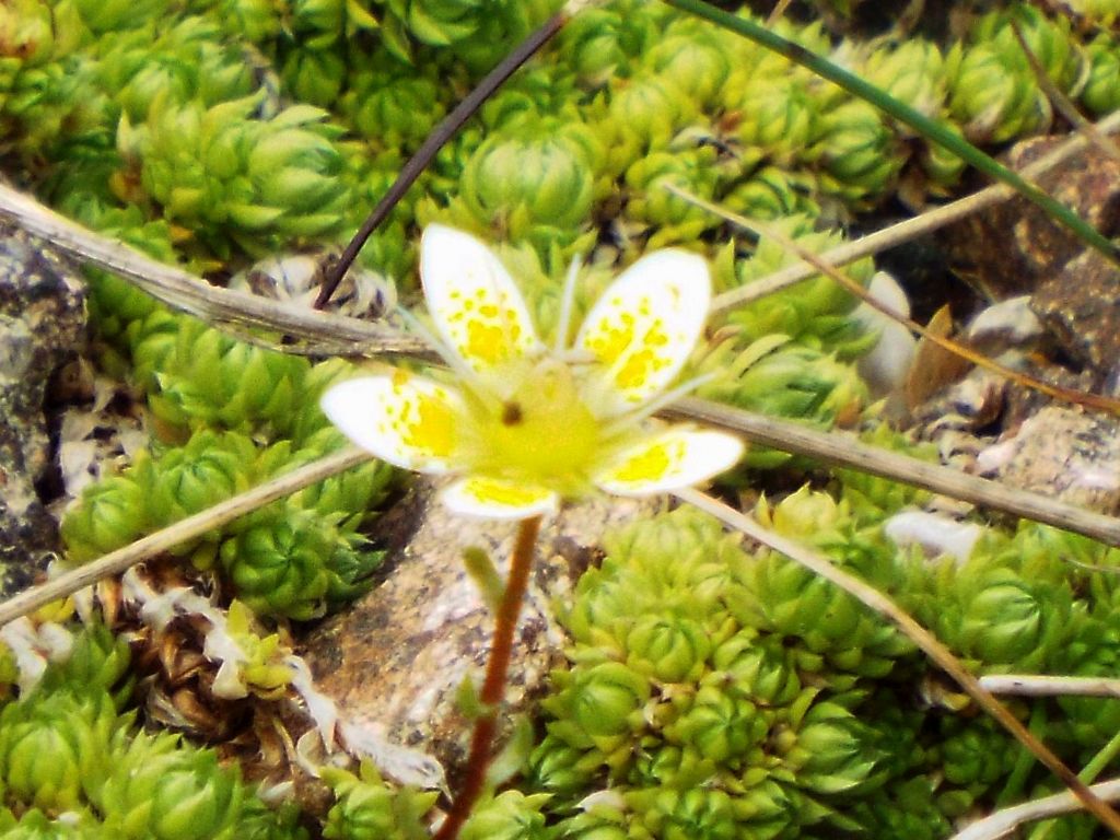 Saxifraga bryoides