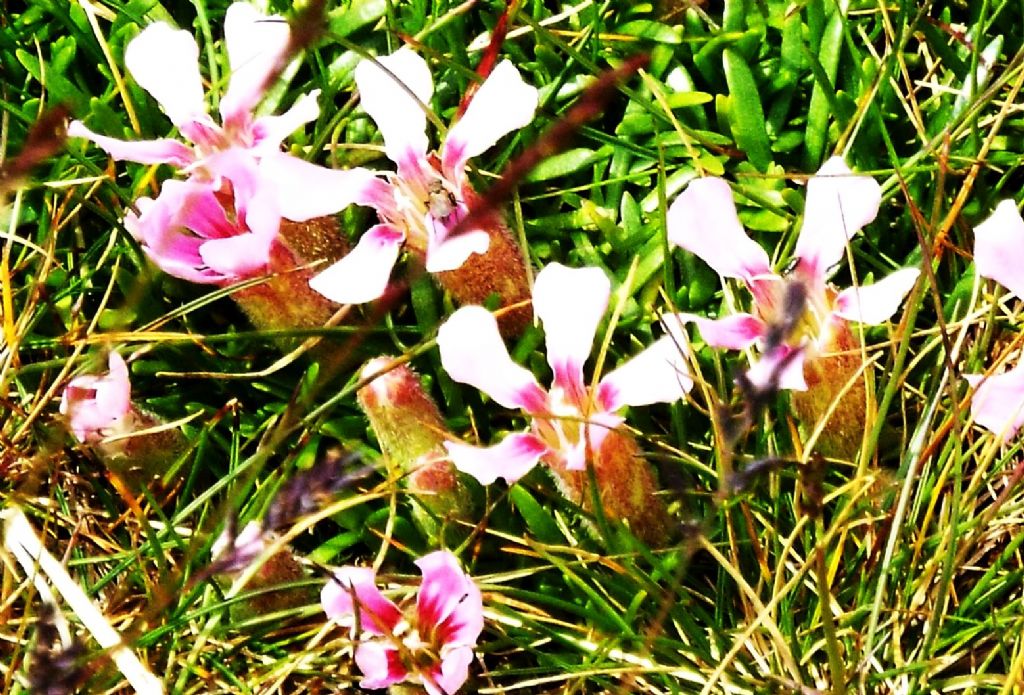 Saponaria pumila  (Caryophyllaceae)