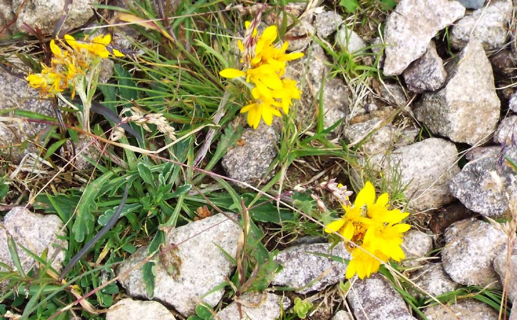 Jacobaea incana (Asteraceae)