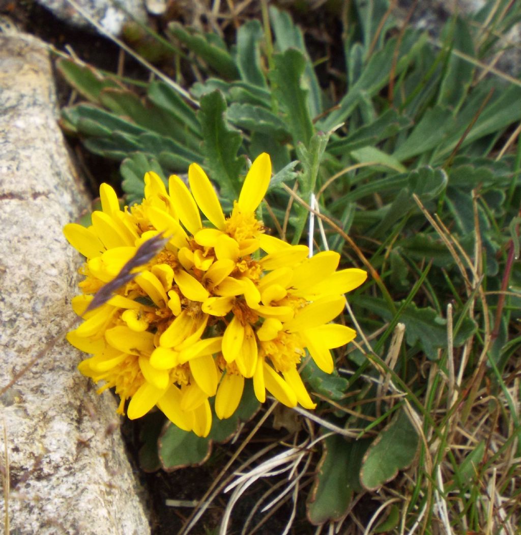 Jacobaea incana (Asteraceae)