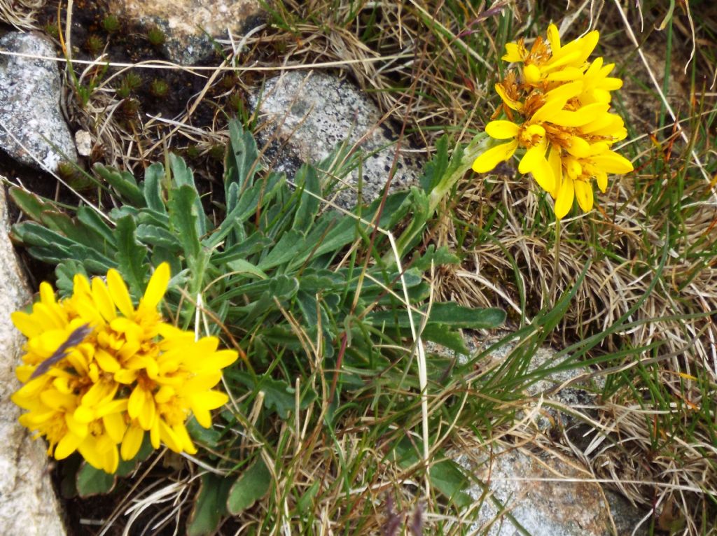 Jacobaea incana (Asteraceae)