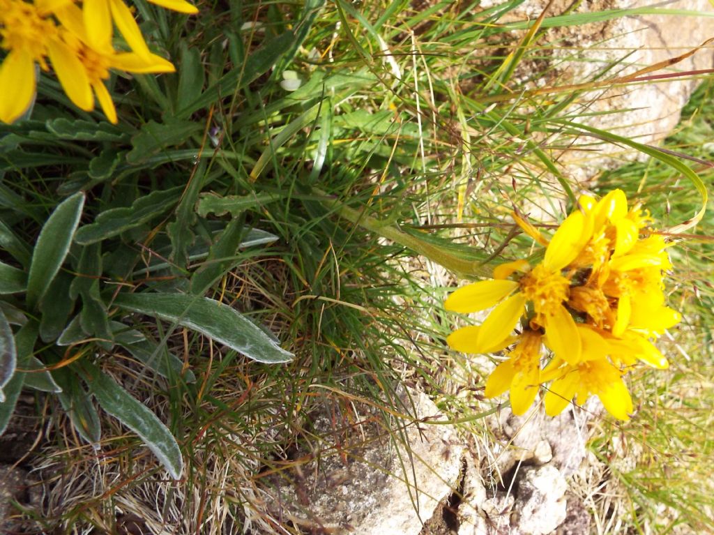 Jacobaea incana (Asteraceae)