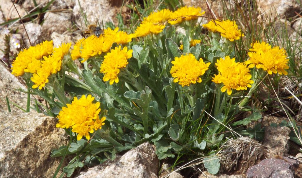 Jacobaea incana (Asteraceae)