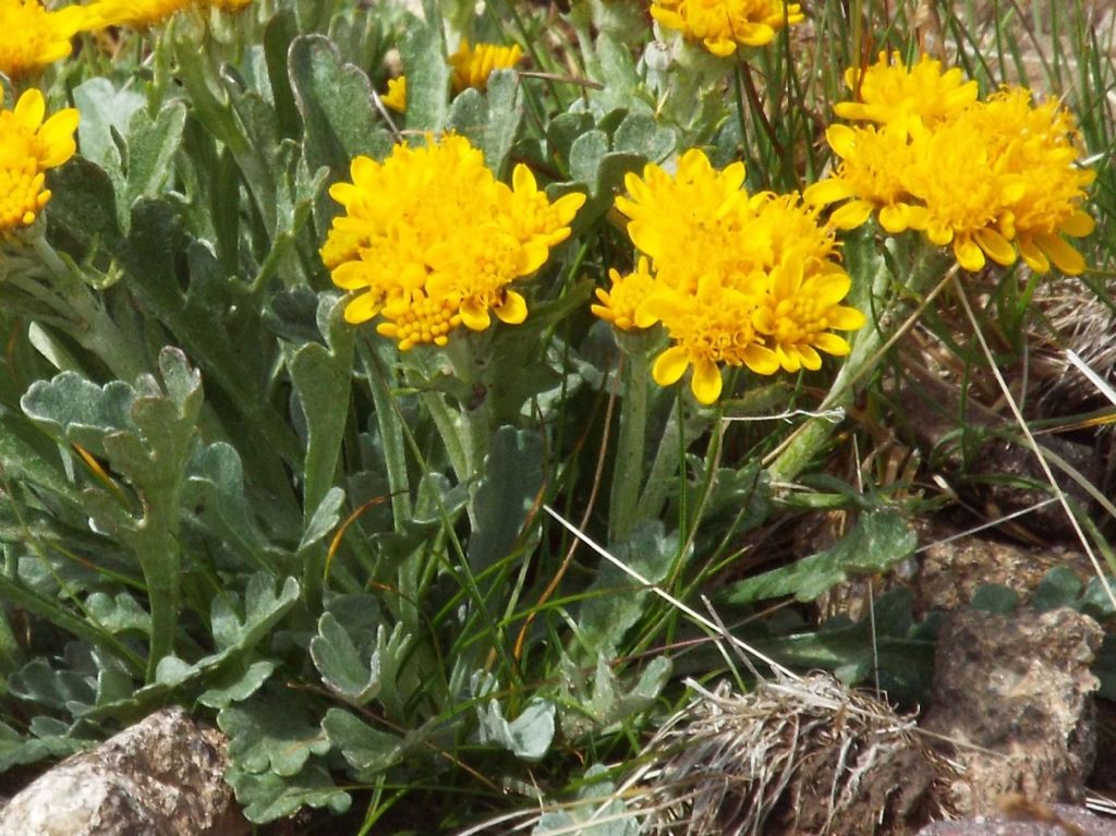 Jacobaea incana (Asteraceae)