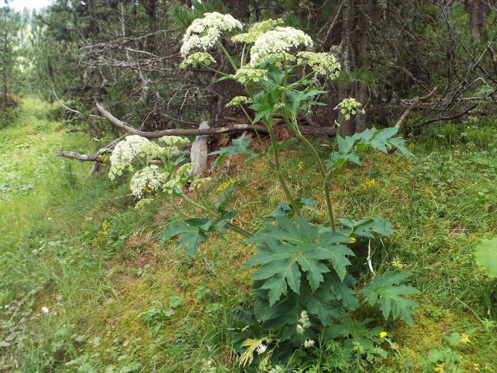 Heracleum sphondylium / Panace comune