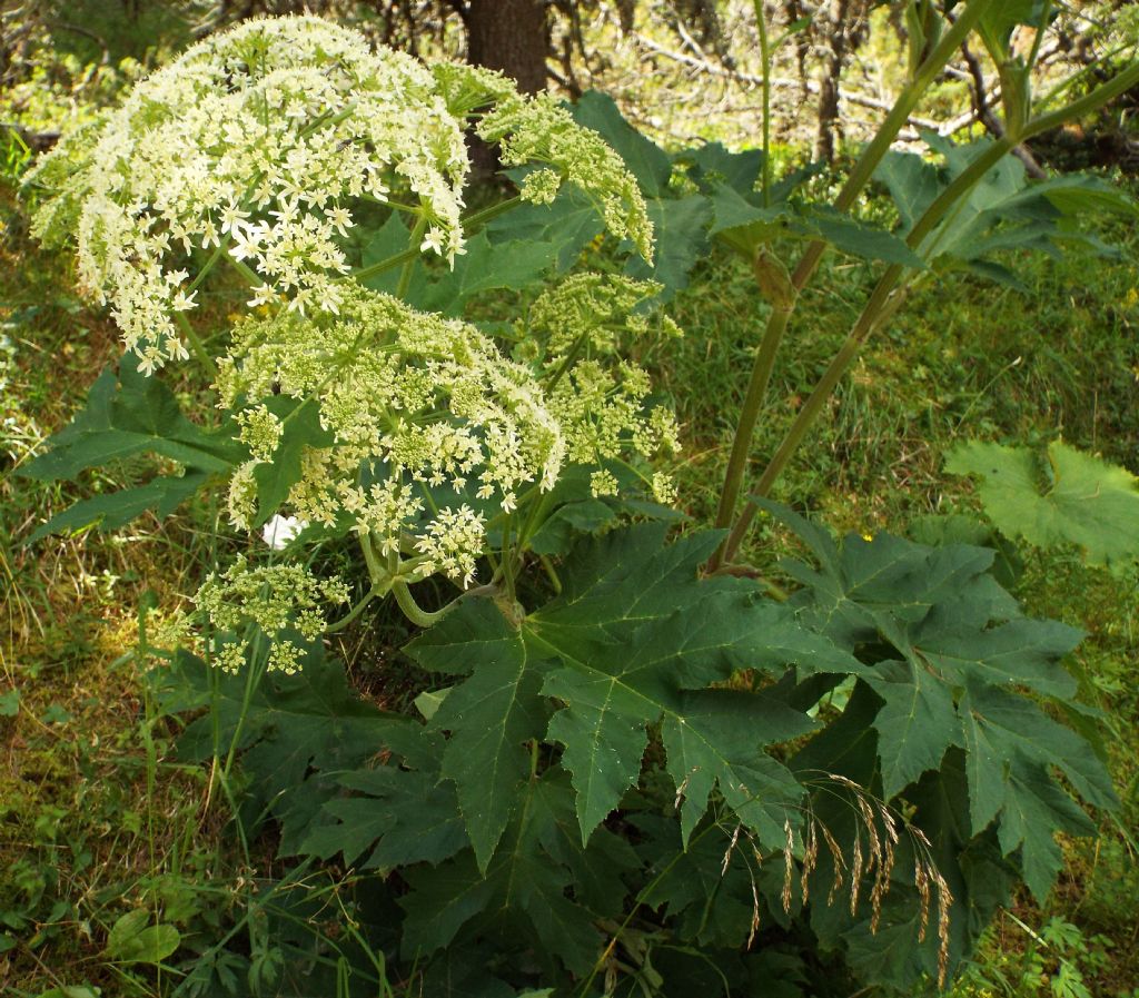 Heracleum sphondylium / Panace comune