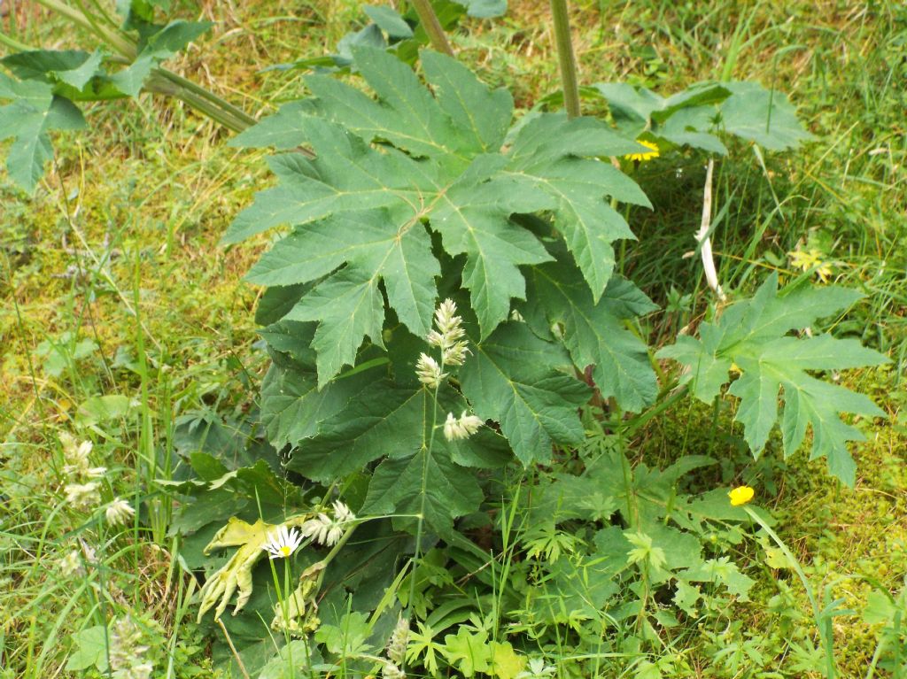 Heracleum sphondylium / Panace comune