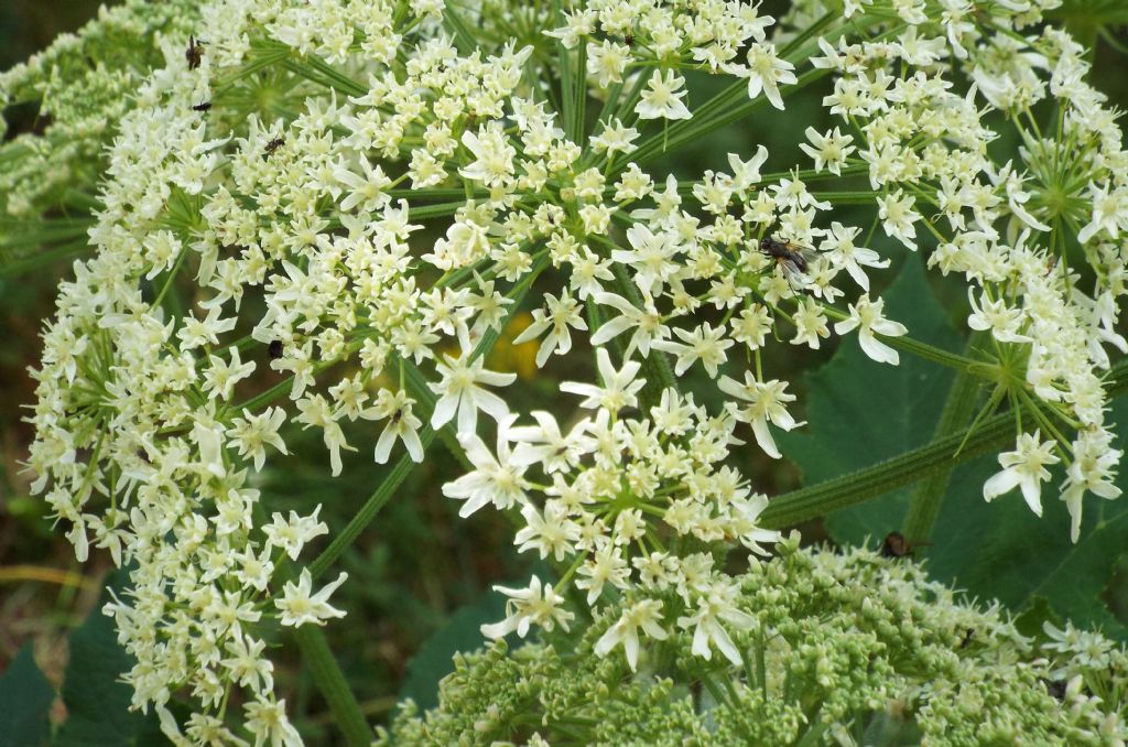 Heracleum sphondylium / Panace comune