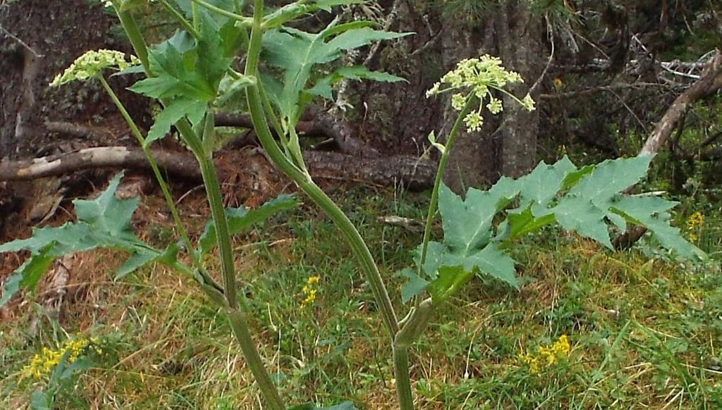 Heracleum sphondylium / Panace comune