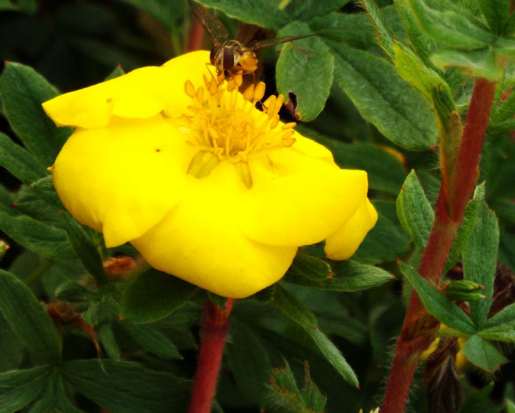 E'' un Cistus?    No, Dasiphora fruticosa (Rosaceae)