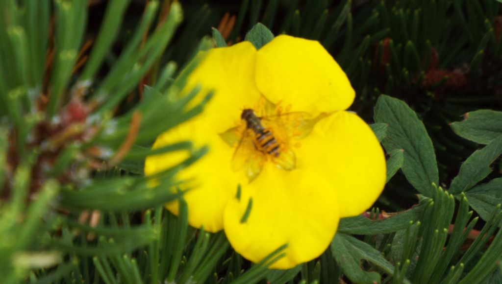 E'' un Cistus?    No, Dasiphora fruticosa (Rosaceae)