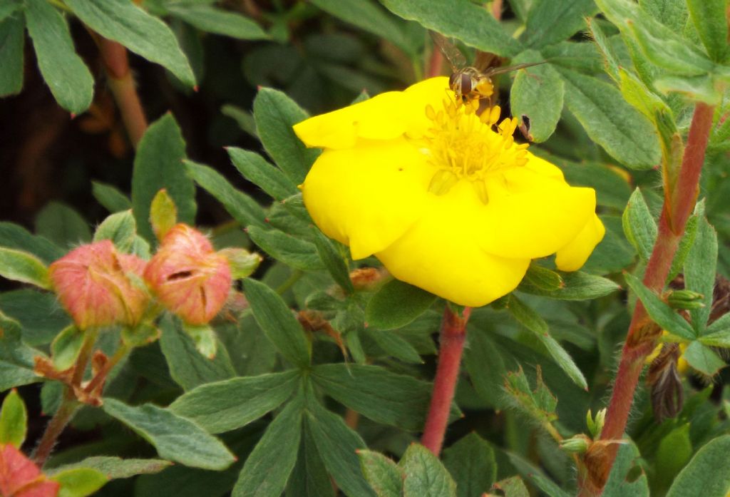 E'' un Cistus?    No, Dasiphora fruticosa (Rosaceae)